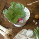 Doudou Radis rose - Vanille Coton