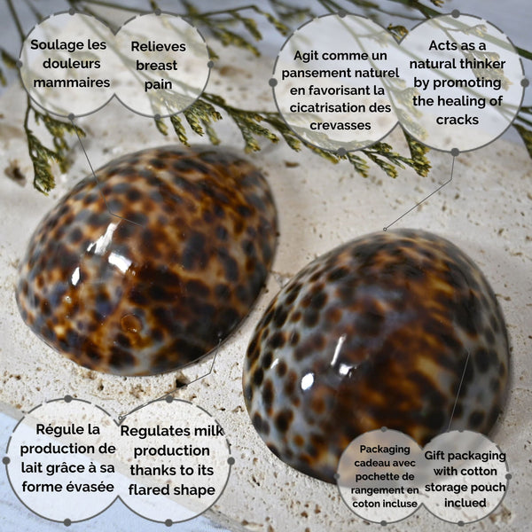Coquillages d'allaitement brillants - Vanille Coton