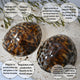 Coquillages d'allaitement brillants - Vanille Coton